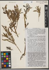 Foto von Salix tenuijulis Ledeb.